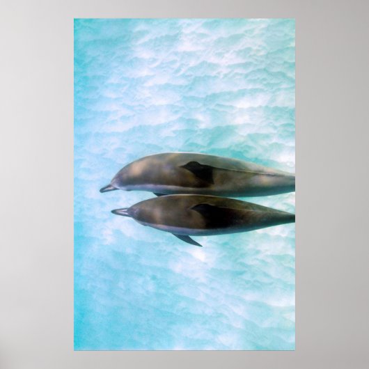 Spinner Dolphins | Oahu Hawaii Poster (Voorkant)