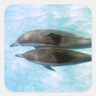 Spinner Dolphins Oahu Hawaii Vierkante Sticker