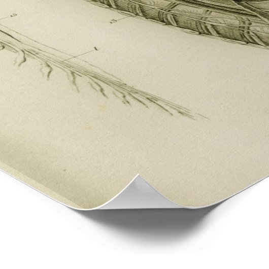 Spinnetsnoer voor hersenen Anatomie Print (Hoek)