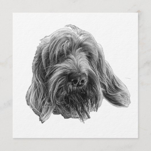 Spinone Avonduitnodiging Kaart (Voorkant)