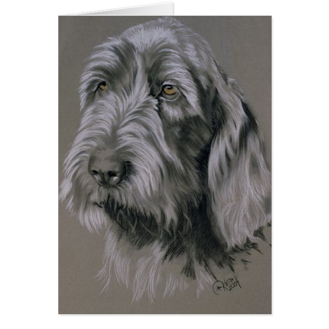 Spinone Italiano (Voorkant)