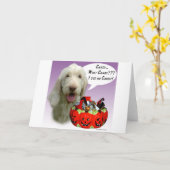 Spinone Italiano Halloween Snoep Kaart (Gele Bloem)