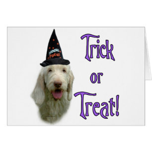 Spinone Italiano Trick