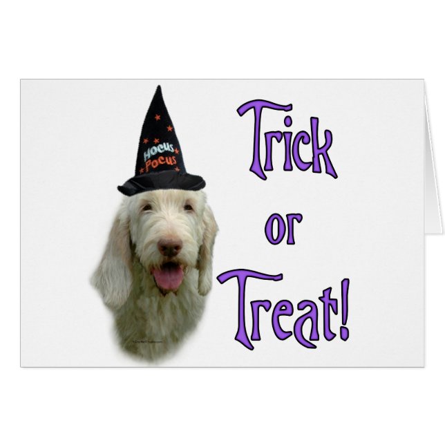 Spinone Italiano Trick (Voorkant Horizontaal)