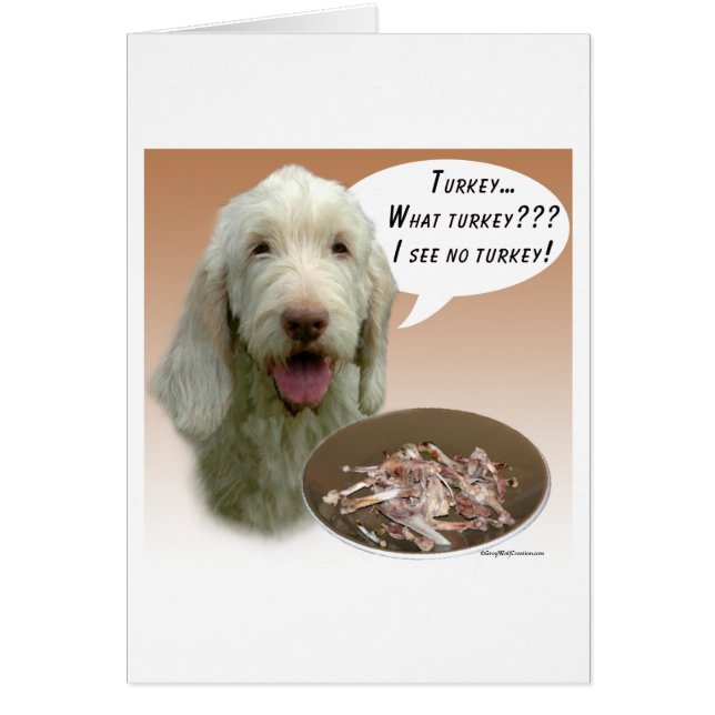 Spinone Italiano Turkije (Voorkant)