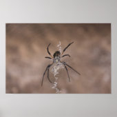 SpinPoster Poster (Voorkant)