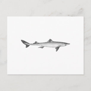 Spiny Dogfish (lijnkunst) Briefkaart