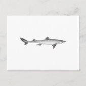 Spiny Dogfish (lijnkunst) Briefkaart (Voorkant)