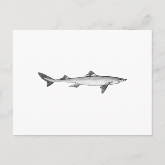Spiny Dogfish (lijnkunst) Briefkaart (Voorkant)