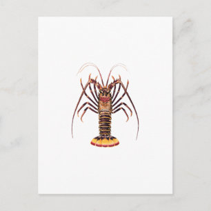 Spiny Lobster (Aziatische Stille Oceaan) Briefkaart