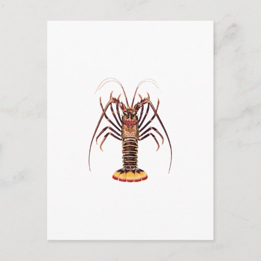 Spiny Lobster (Aziatische Stille Oceaan) Briefkaart (Voorkant)