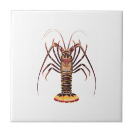 Spiny Lobster (Aziatische Stille Oceaan) Tegeltje