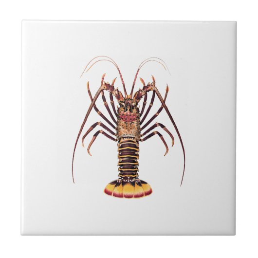 Spiny Lobster (Aziatische Stille Oceaan) Tegeltje (Voorkant)