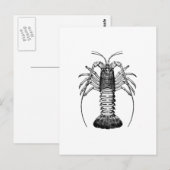 Spiny Lobster (Californië) Briefkaart (Voorkant / Achterkant)