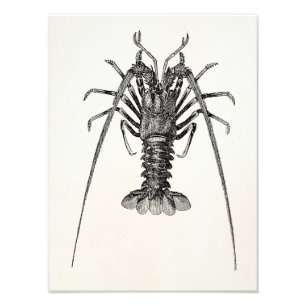  Spiny Lobster Persoonlijke Sjabloon Foto Afdruk