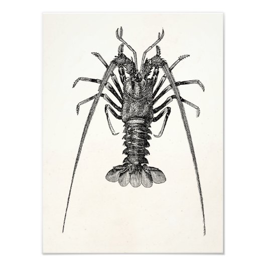  Spiny Lobster Persoonlijke Sjabloon Foto Afdruk (Voorkant)