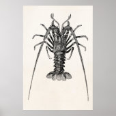  Spiny Lobster Persoonlijke Sjabloon Poster (Voorkant)