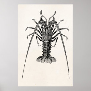  Spiny Lobster Persoonlijke Sjabloon Poster