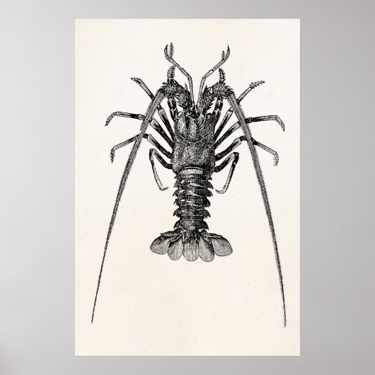 Spiny Lobster Persoonlijke Sjabloon Poster (Voorkant)