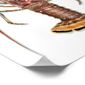 Spiny Lobster Print (Hoek)