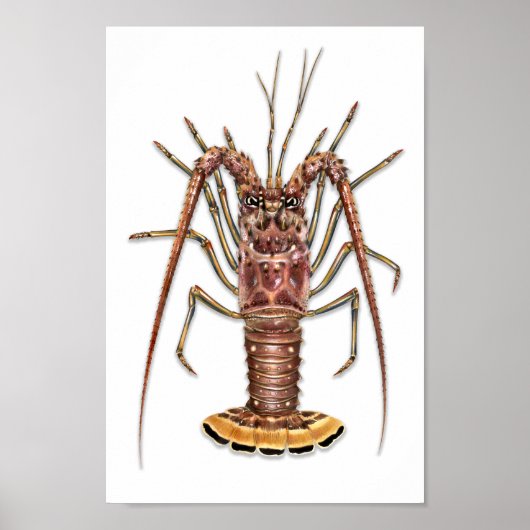 Spiny Lobster Print (Voorkant)