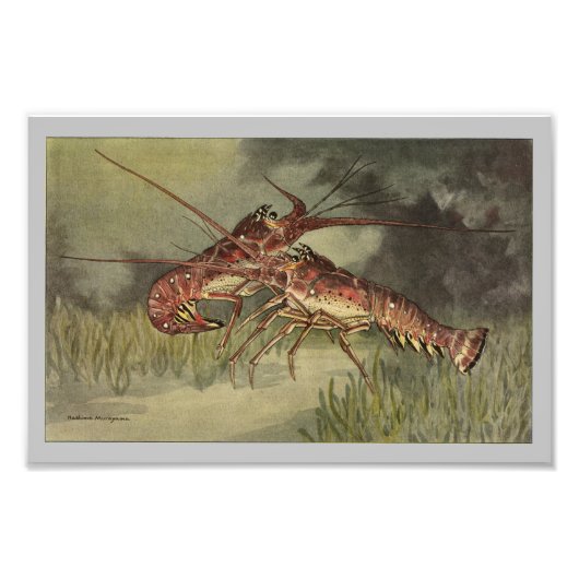 Spiny Lobster  Print Foto Afdruk (Voorkant)