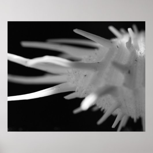 Spiny Seashell BW-foto - Grote afdrukken Poster (Voorkant)