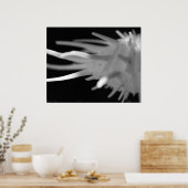 Spiny Seashell BW-foto - Grote afdrukken Poster (Keuken)