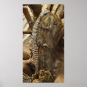 Spiny-Tailed Lizard Cordylus Tropidosternum Poster (Voorkant)