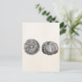  Spiny Zee Urchin Antiek Sjabloon Briefkaart (Staand voorkant)