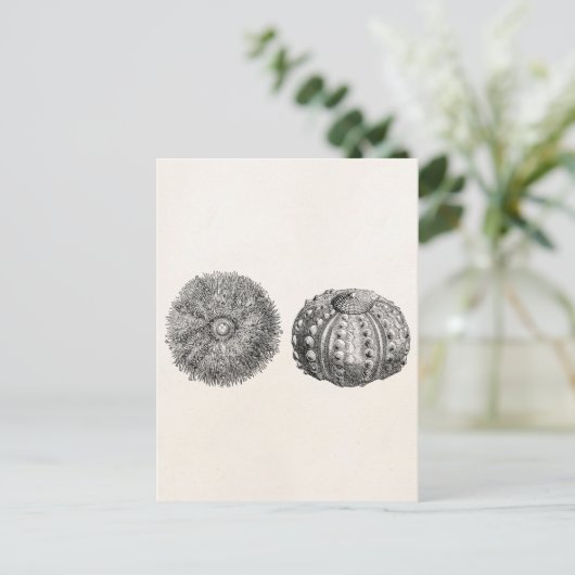  Spiny Zee Urchin Antiek Sjabloon Briefkaart (Staand voorkant)