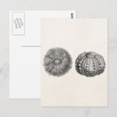  Spiny Zee Urchin Antiek Sjabloon Briefkaart (Voorkant / Achterkant)
