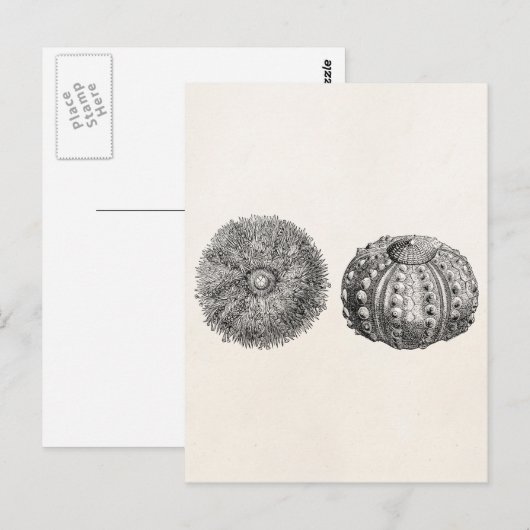Spiny Zee Urchin Antiek Sjabloon Briefkaart (Voorkant / Achterkant)