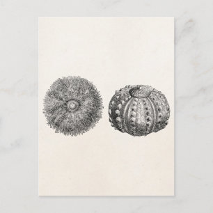  Spiny Zee Urchin Antiek Sjabloon Briefkaart
