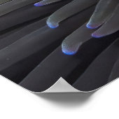 Spinycheek Clownfish Poster (Hoek)