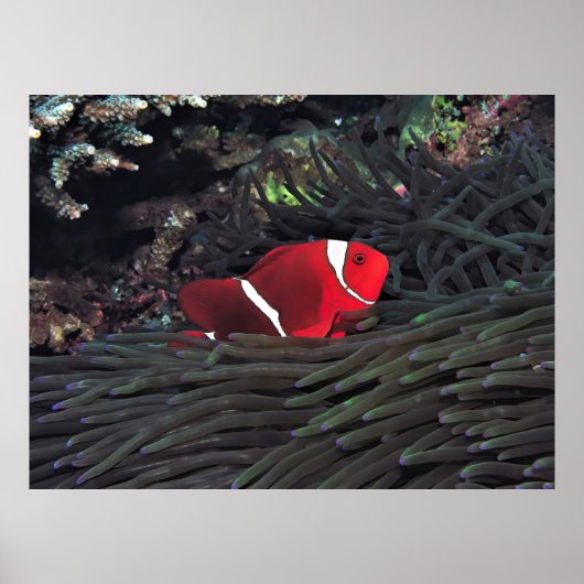 Spinycheek Clownfish Poster (Voorkant)