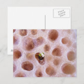 Spinyhead Blenny (acanthemblemaria spinosa) in Briefkaart (Voorkant / Achterkant)