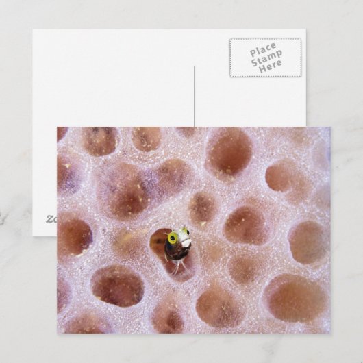 Spinyhead Blenny (acanthemblemaria spinosa) in Briefkaart (Voorkant / Achterkant)