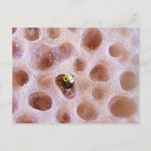 Spinyhead Blenny (acanthemblemaria spinosa) in Briefkaart