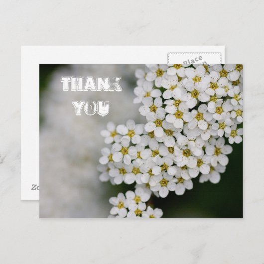 Spiraea Bedankt Briefkaart (Voorkant / Achterkant)