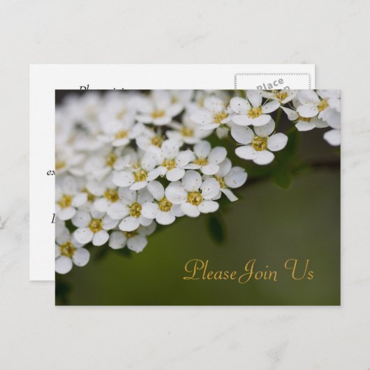 Spiraea, doe mee met ons Briefkaart (Voorkant / Achterkant)