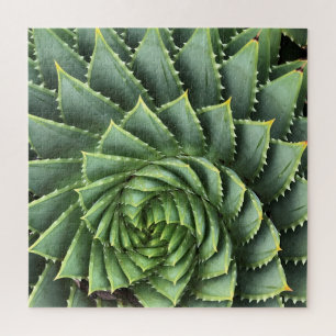 Spiral Aloe Fibonacci Legpuzzel