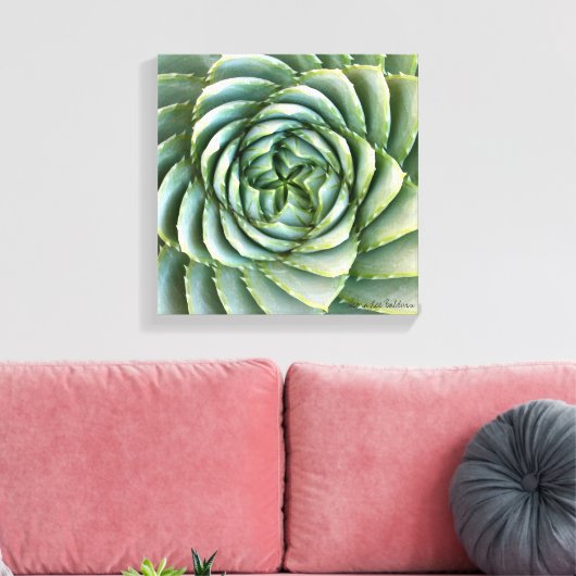 Spiral Aloe foto gemaakt door Debra Lee Baldwin Canvas Afdruk (Insitu (Woonkamer))