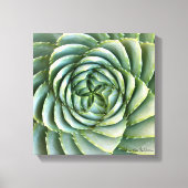 Spiral Aloe foto gemaakt door Debra Lee Baldwin Canvas Afdruk (Voorkant)