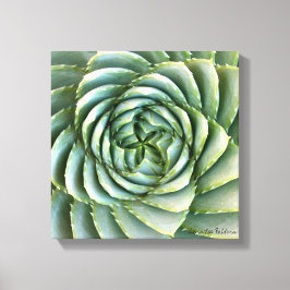 Spiral Aloe foto gemaakt door Debra Lee Baldwin Canvas Afdruk