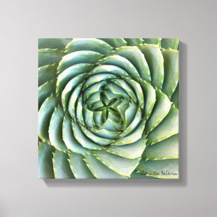 Spiral Aloe foto gemaakt door Debra Lee Baldwin Canvas Afdruk