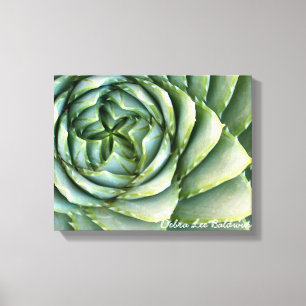 Spiral Aloe foto van Debra Lee Baldwin Canvas Afdruk