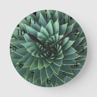 Spiral Aloe Polyphylla Succulent Ronde Klok