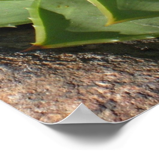 Spiral aloe poster (Hoek)