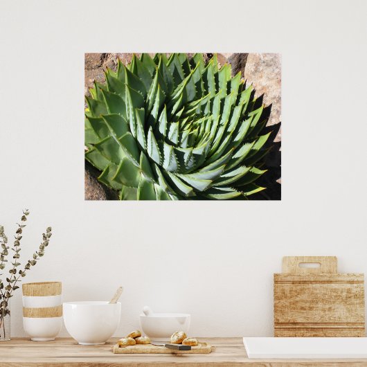 Spiral aloe poster (Keuken)
